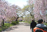 枝垂桜満開